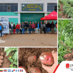 INTEROC PERÚ BRINDA SOLUCIONES EFECTIVAS CONTRA ENFERMEDADES EN CULTIVO DE PAPA EN EL VALLE DE YANAMARCA.