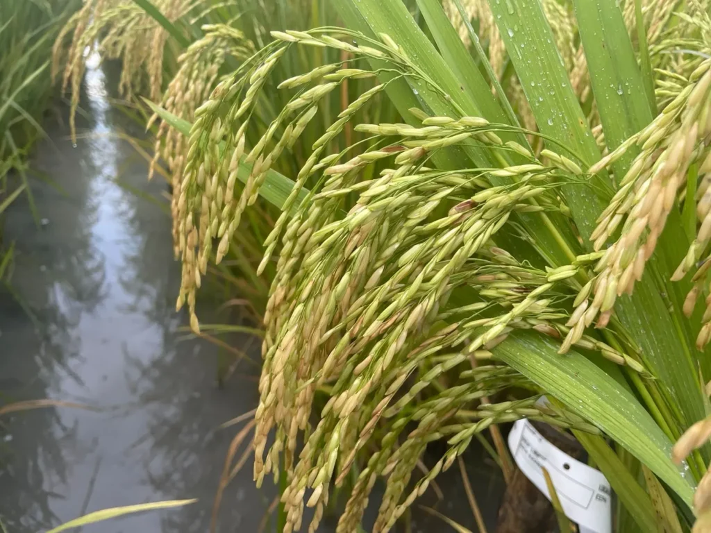 Adaptabilidad 2 gen 42202