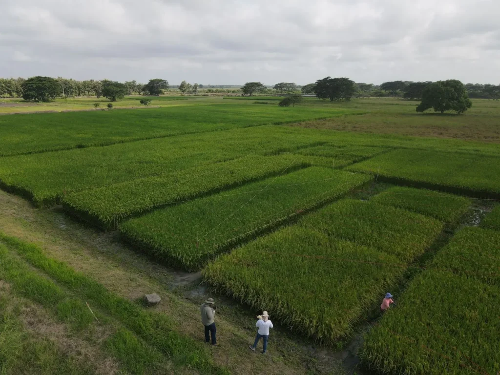 CAMINATA ENSAYOS ADA ARIES 3