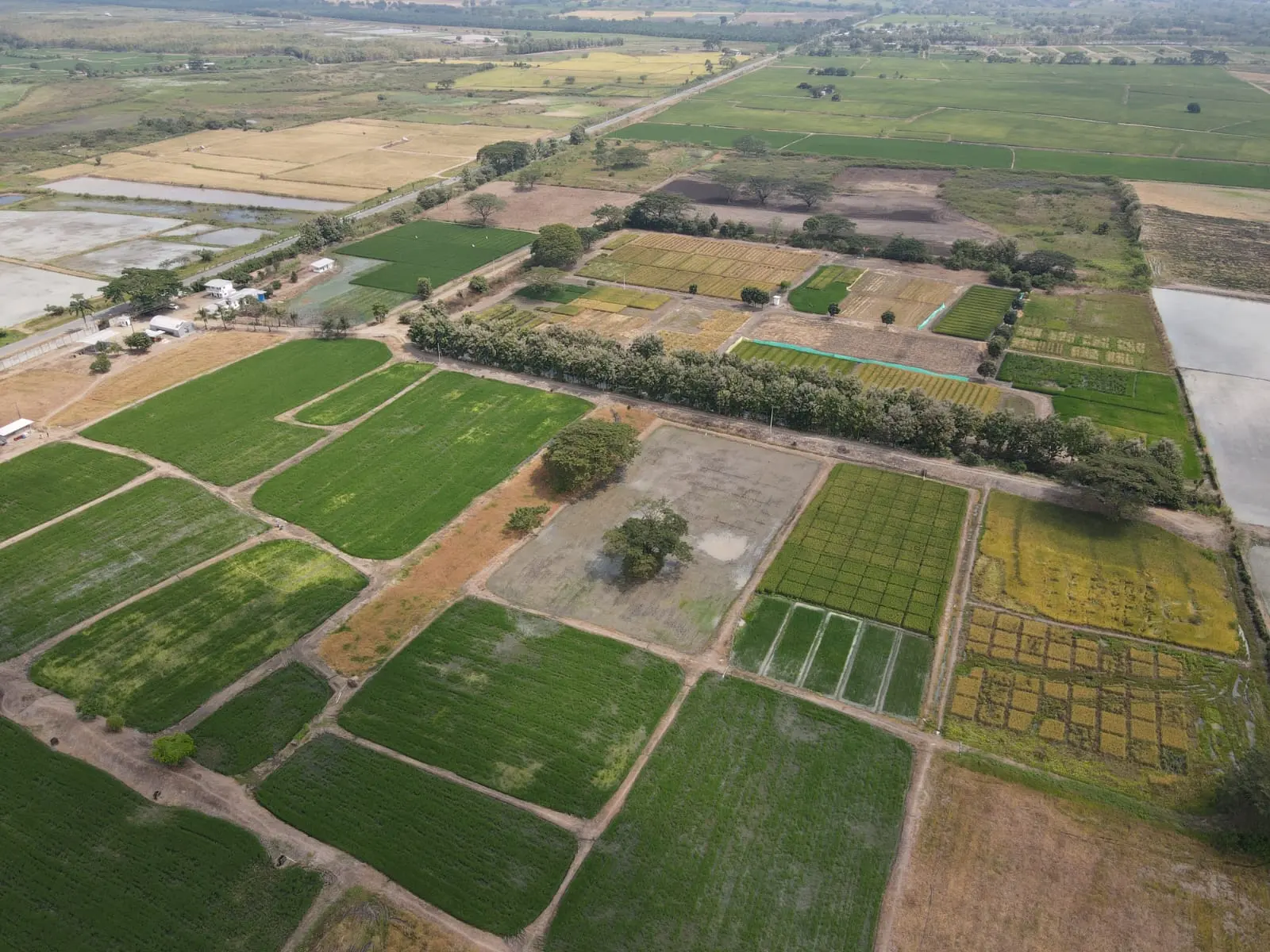 Estación Experimental Palestina Ecuador 2