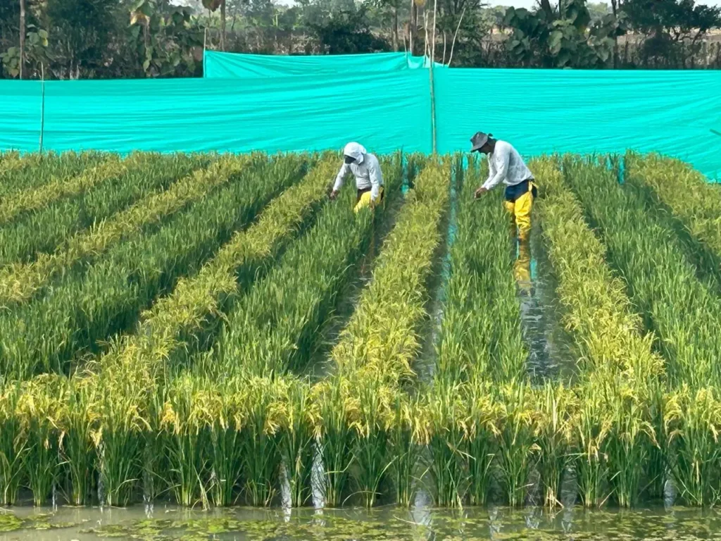 Multiplicación parentales híbridos de arroz