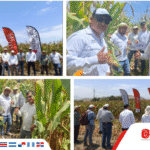 INTEROC PERÚ FORTALECE ENSAYOS DE DENSIDAD DEL HÍBRIDO ATLAS 282 JUNTO A AGRICULTORES DE CHAO – VIRÚ.